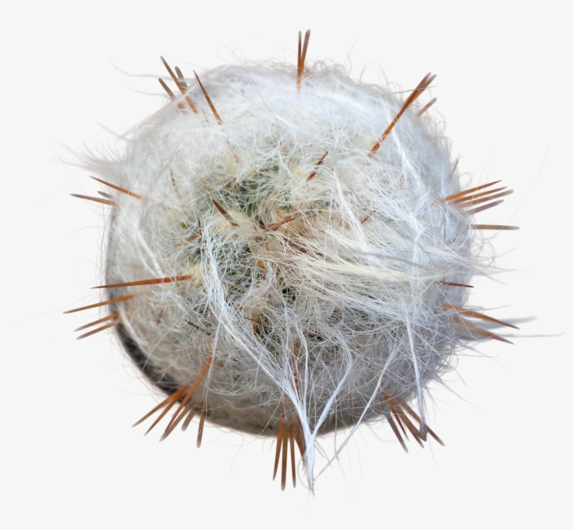 Old Man Cactus, transparent png