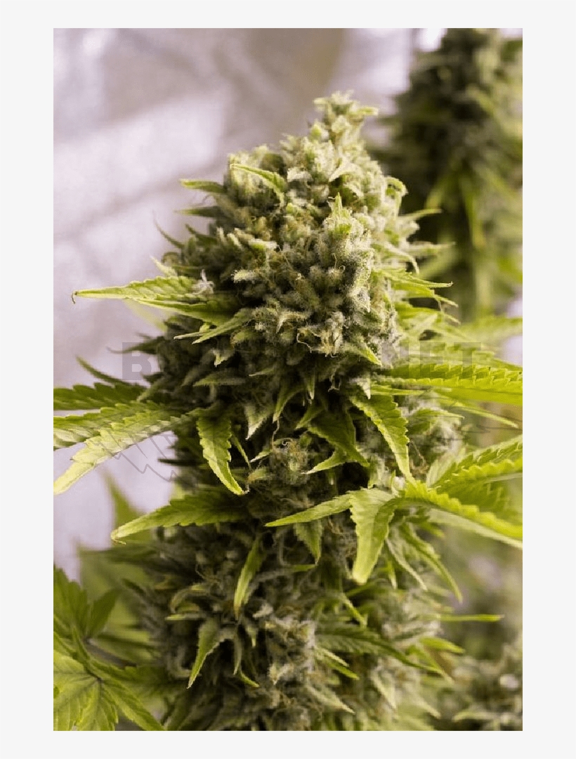 Humboldt Seeds / Auto 5er / Bubba Cheese - Bubba Cheese Auto Humboldt, transparent png