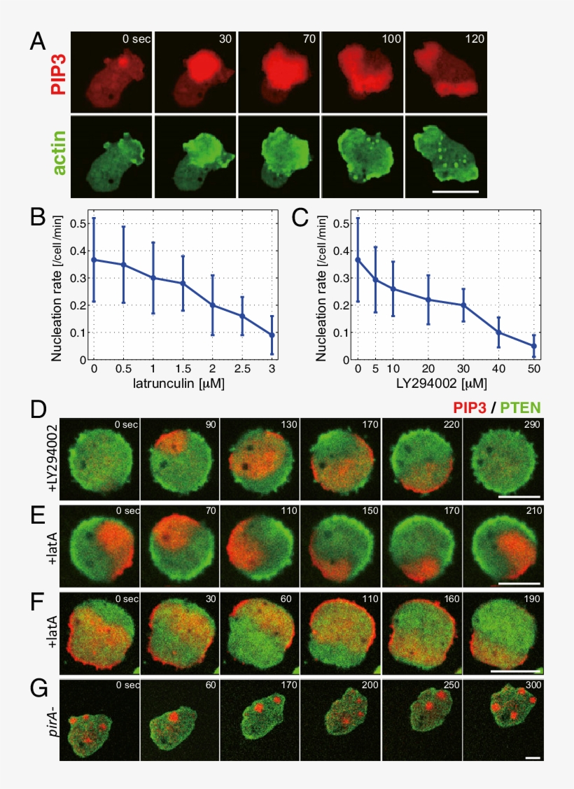 Inhibition Of Actin Polymerization Or Pi3kinase Activity - Nucleation, transparent png
