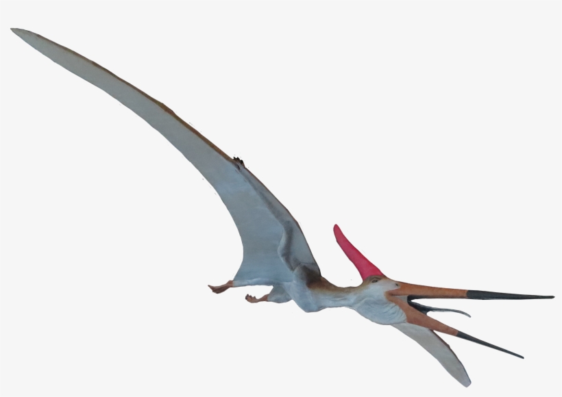 Pteranodon Longiceps Male - Quetzalcoatlus, transparent png
