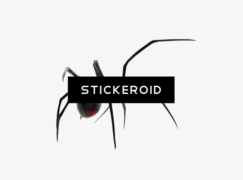 Spider - Black Widow, transparent png