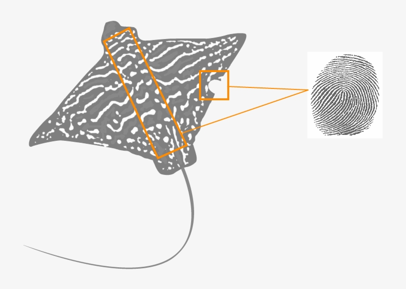 Individual Identification Is Necessary For A Good Understanding, transparent png