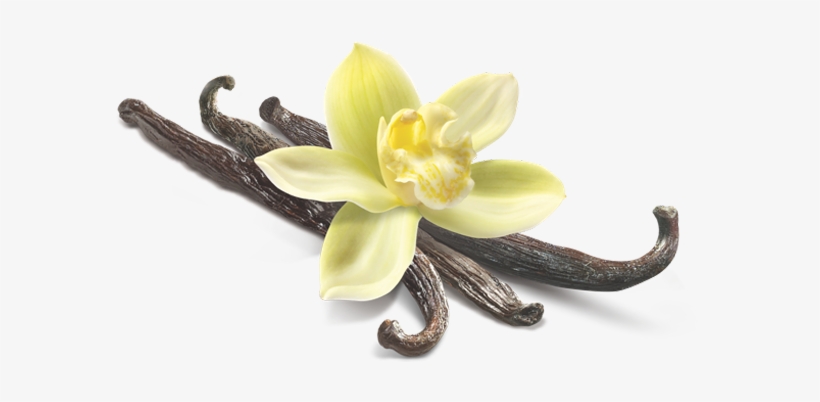 Arginine - Vanilla Png Hd, transparent png