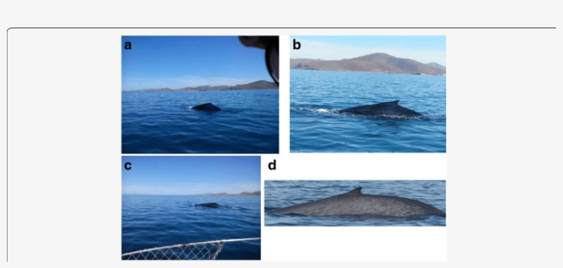 A Image Acquired By Mobile Device Sony Xperia J - Ocean, transparent png