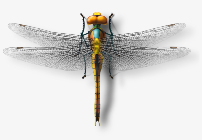 Insect Download Model Transprent - Dragonfly, transparent png