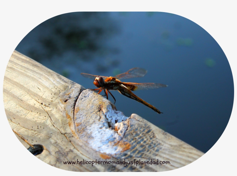 Back To Foto Flyday-dragonfly - Net-winged Insects, transparent png