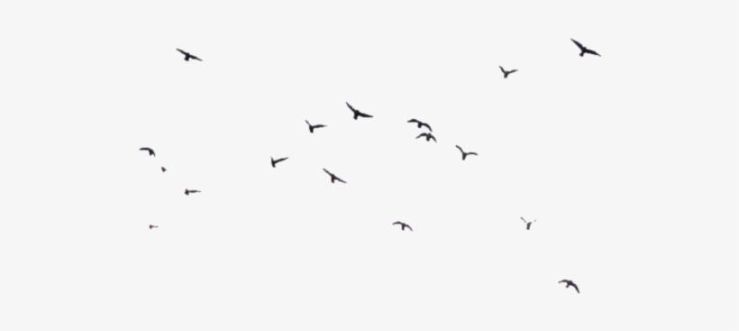 Birds Png Transparent Image - Bird, transparent png