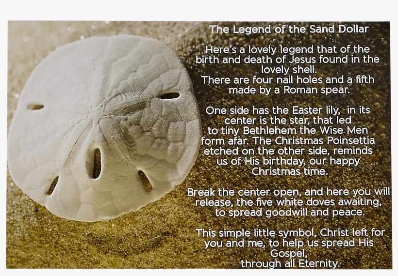 Sand Dollar Happy Birthday, transparent png