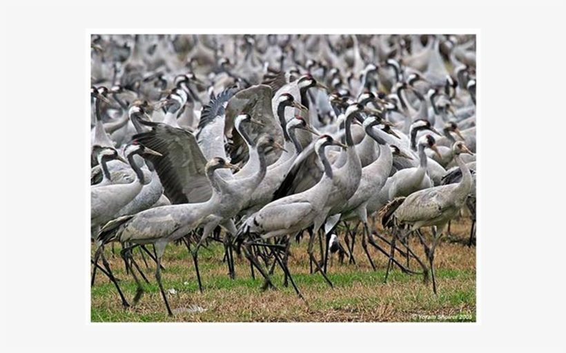 Consequently The Cranes Moved Their Night Stay Station - Common Crane, transparent png