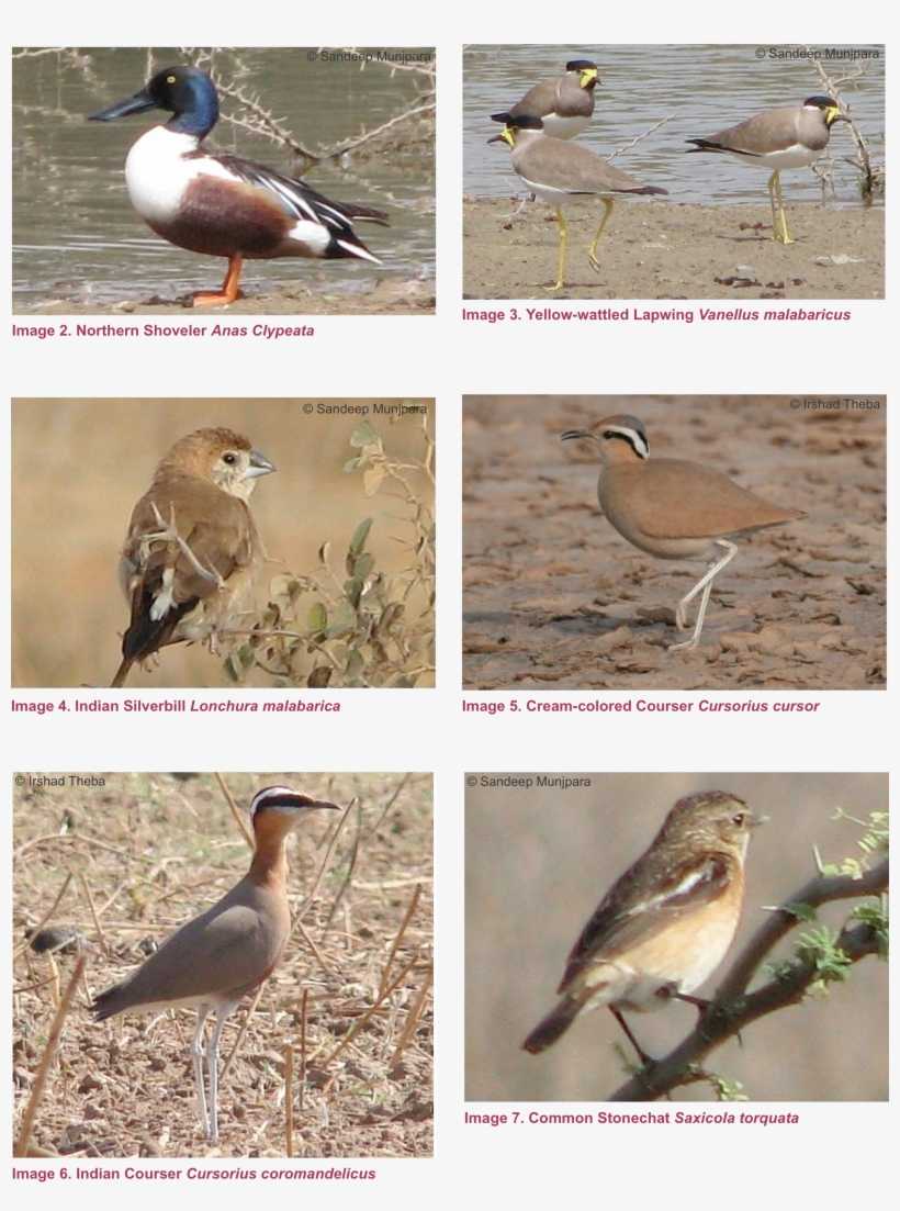 Checklist Of Birds Recorded In Naliya Grassland, Kachchh - Seabird, transparent png