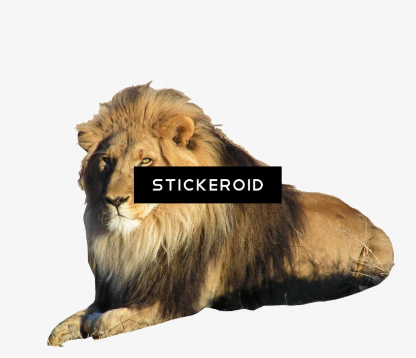 Lion - Do Lions Have Manes, transparent png