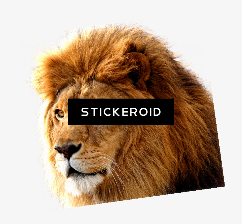 Lion S Gallery - Lion Png, transparent png