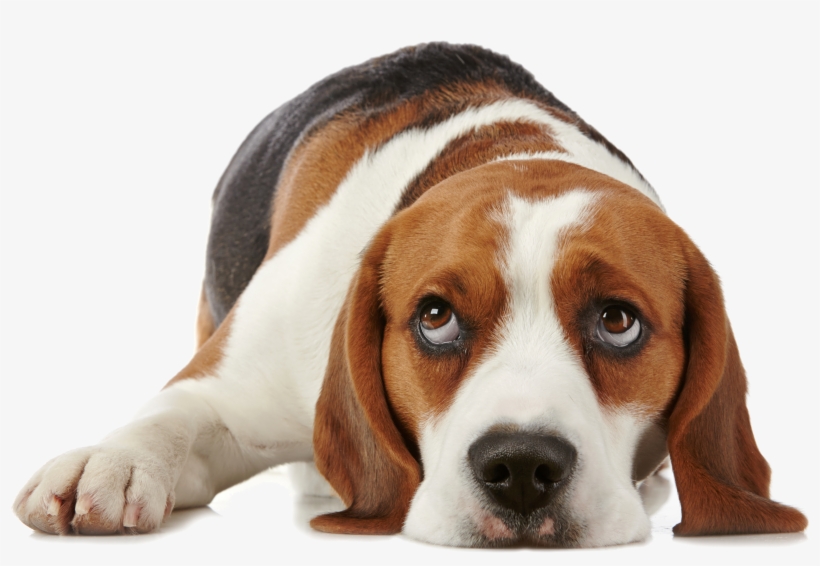Use Weekly Or, For Better Results, Apply Every 3-4 - My Dog Thinking? By Gwen Bailey, transparent png