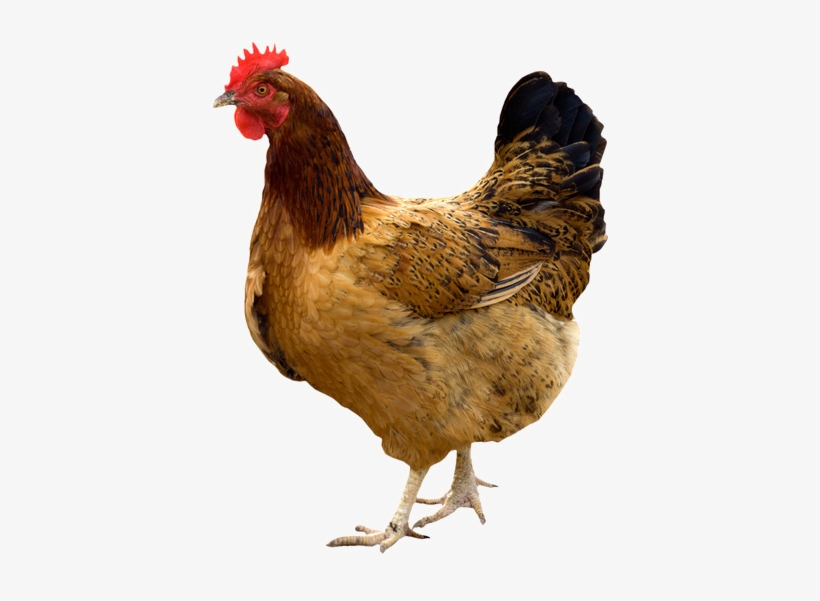 Hen Png Pic - My First Board Book Set (9 Books), transparent png