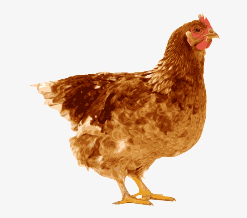 Indian Clipart Hen - Egg To Chicken (life Cycles), transparent png