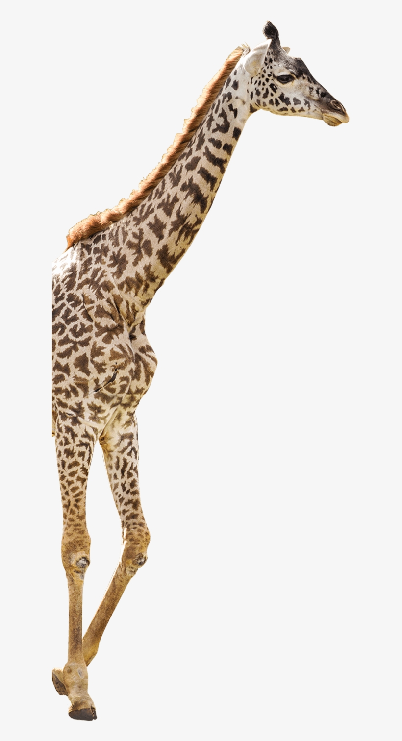 Giraffe - - Giraffe, transparent png