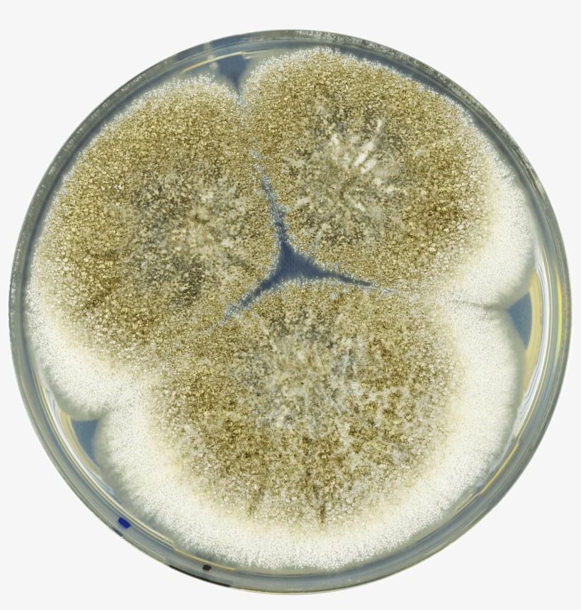Aspergillus Mottae Cya - Circle, transparent png