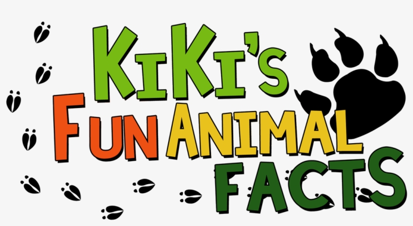 Kikiofthefacts On Twitter - Emu, transparent png