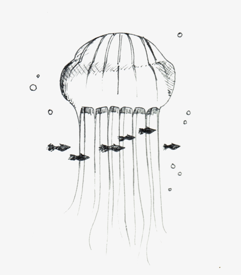 Jellyfish, transparent png