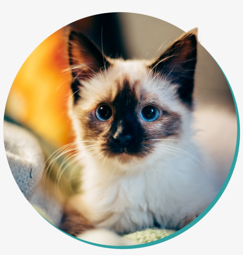 12 Jul - Blue Eyed Siamese Kitten: 150 Page Lined 6? X 9? Notebook/diary/journal, transparent png
