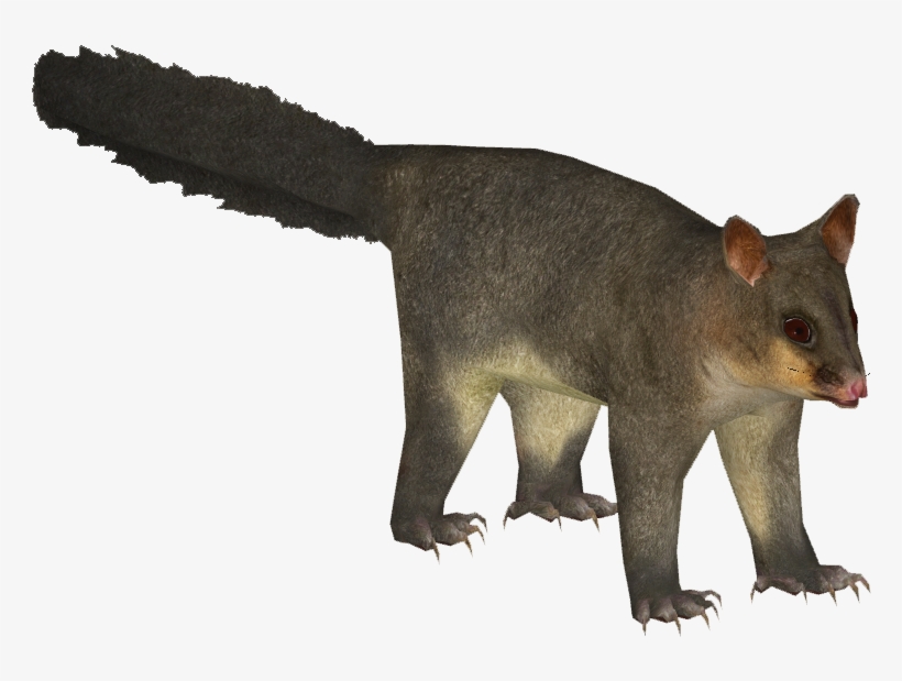 Common Brushtail Possum - Possum Png, transparent png