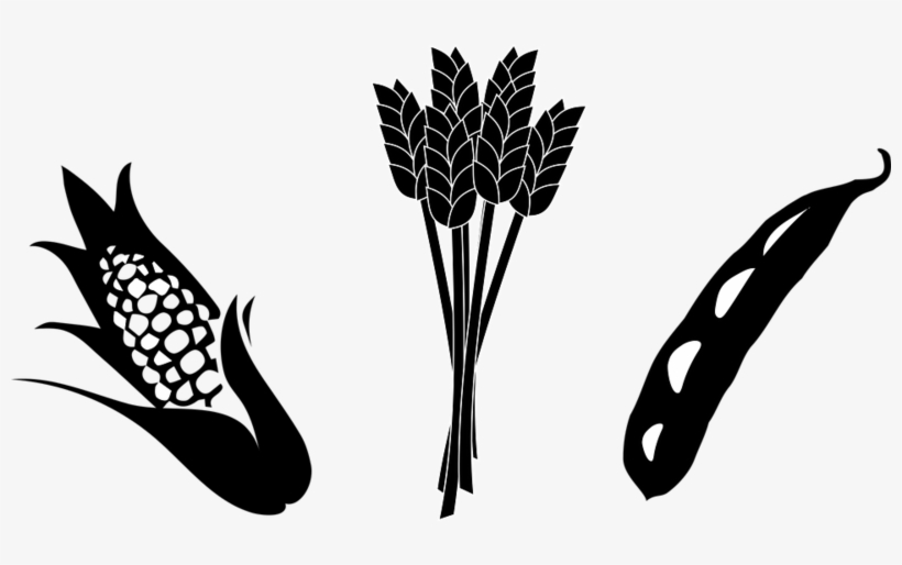 Corn And Soybean Clipart, transparent png