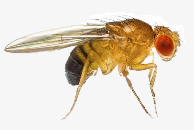 Fruit Fly Png - Que Es Drosophila Melanogaster, transparent png