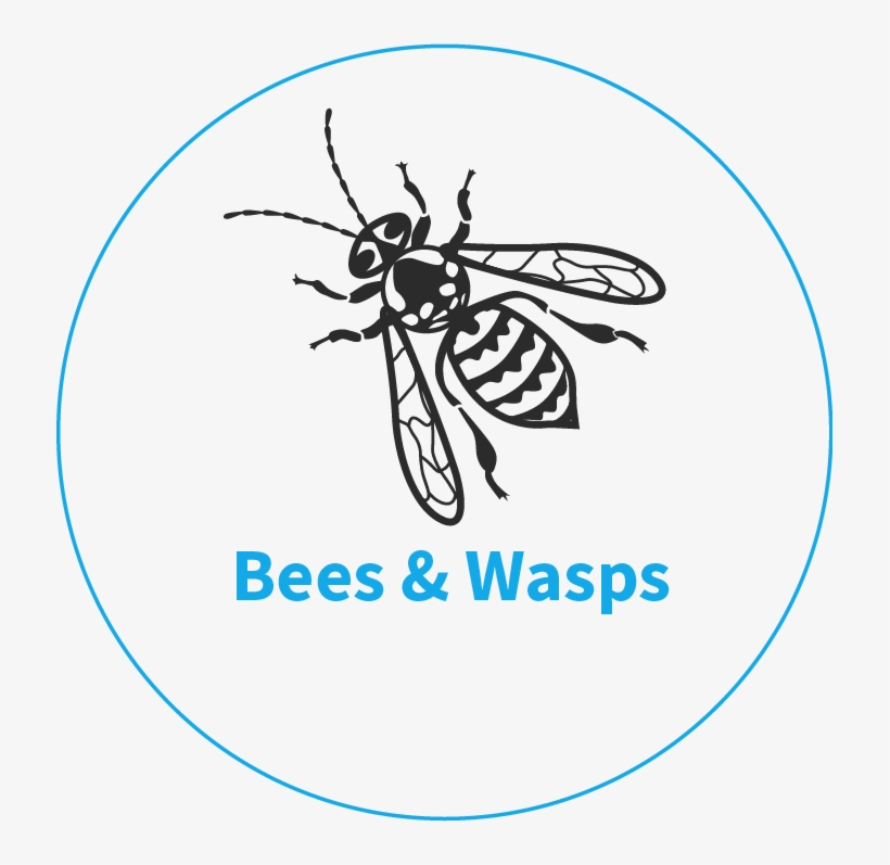 Wasps, Wasp & Bee Nests Control And Treatments, Kings - Norfolk, transparent png