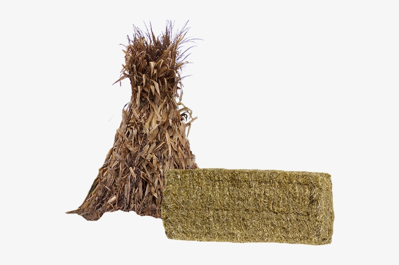 Photo By - - Maize, transparent png