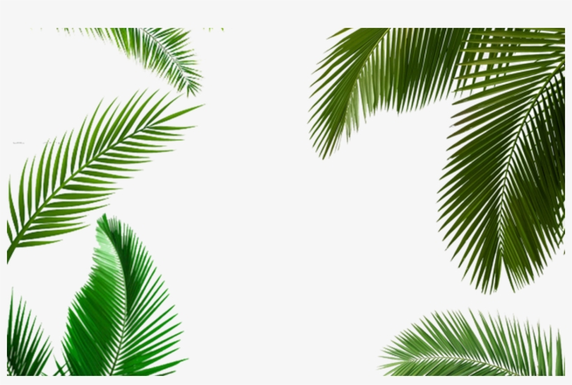 Palm Tree Leaf, Palm Tree Transparent Leaf, Palm Tree - Life By Design (ll), transparent png