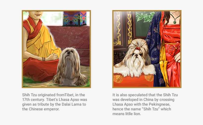 Shih Tzu, transparent png