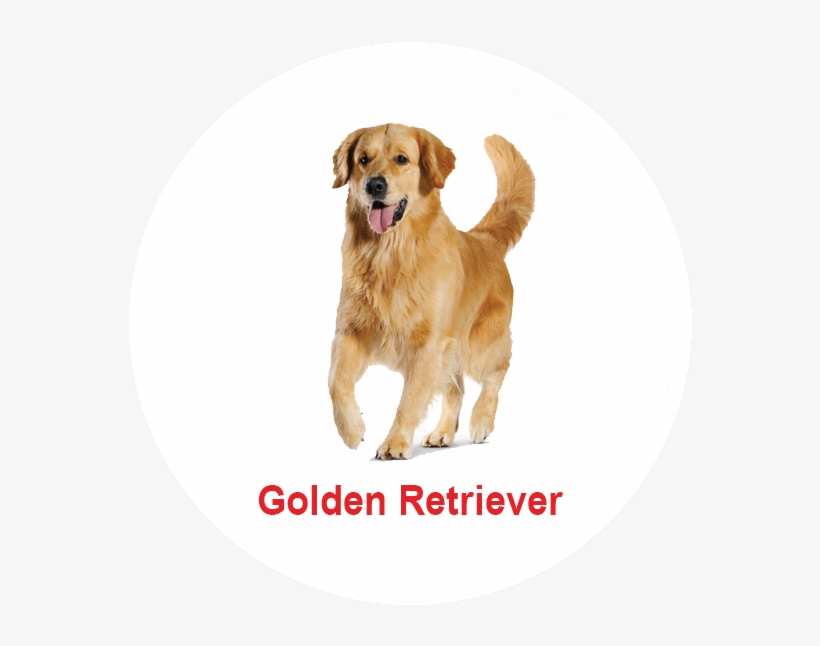 Royal Canin Malaysia - Malaysia Puppy Golden Retriever, transparent png