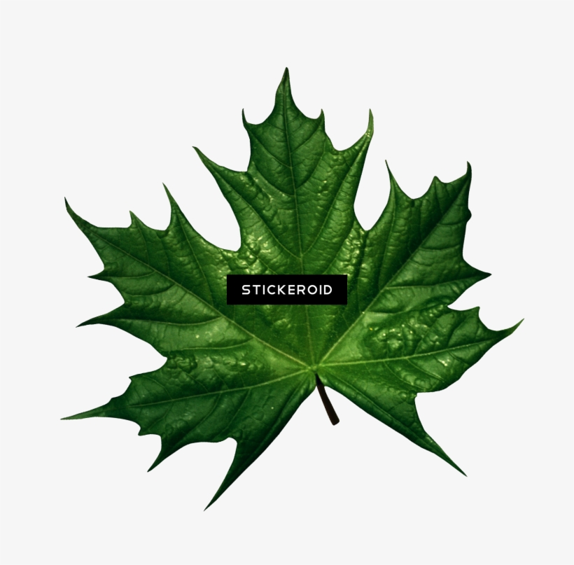 Green Leaf Leaves - Autumn Leaves Green, transparent png