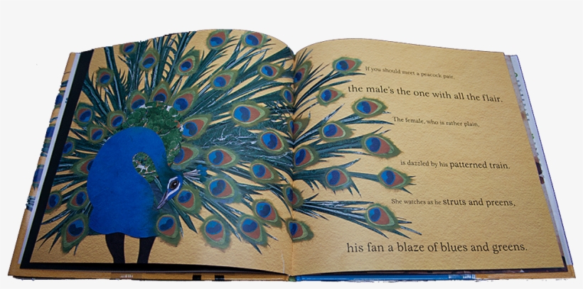 Peacock Children's Book Review - Bees, Snails, & Peacock Tails: Patterns & Shapes, transparent png