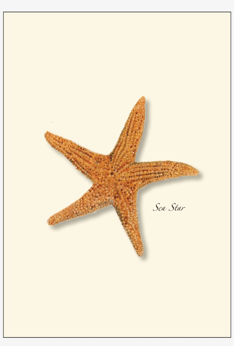 Shopping Cart -  -  - Steven M. Lewers Sea Star Boxed Note Cards-- Set Of, transparent png
