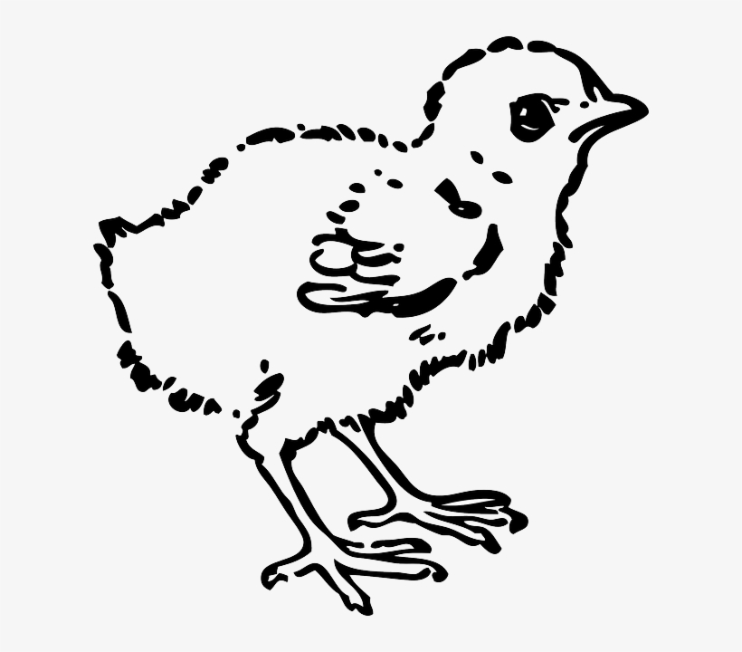 Animals, Baby, Silhouette, Cartoon, Page, Birds, Bird - Hen Baby Drawing, transparent png