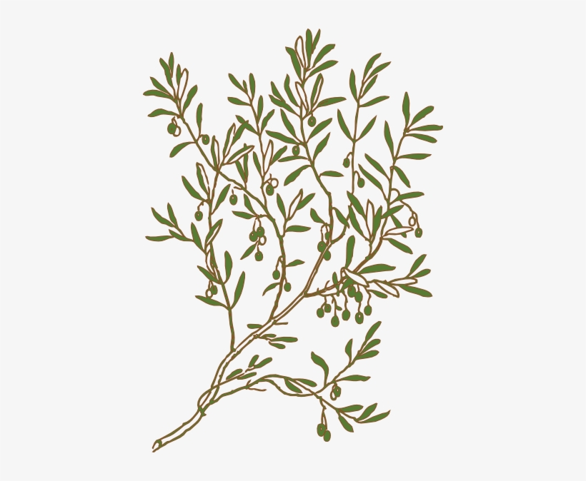 Olive Svg Clip Arts 420 X 594 Px, transparent png