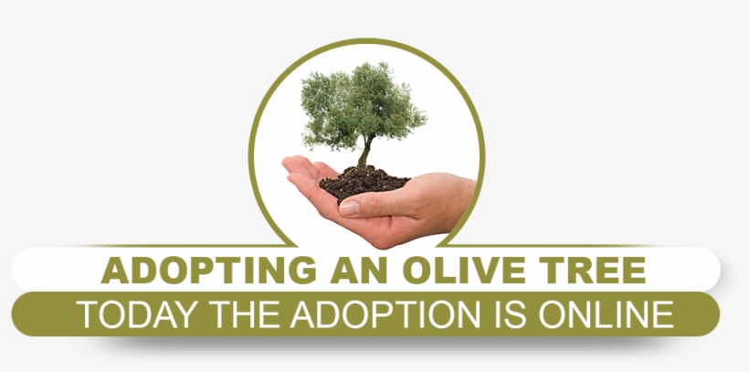 Adoption Campaign Developed And Designed To Enhance - Olive Tree White Background, transparent png