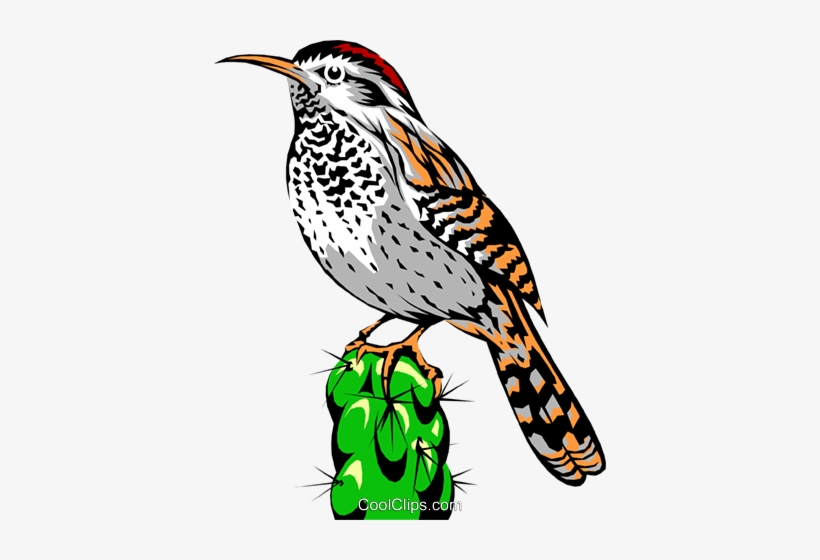 Cactus Wren Royalty Free Vector Clip Art Illustration Sea Slug Food Chain 392x480 Png Download Pngkit