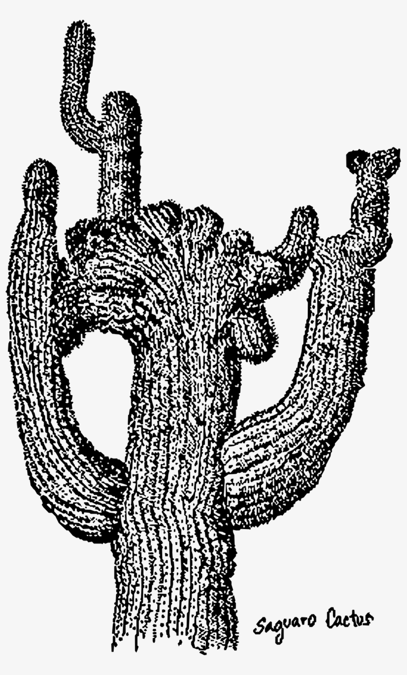 Cactus,dig,saguaro,free Vector Graphics,free Illustrations - Cactus, transparent png