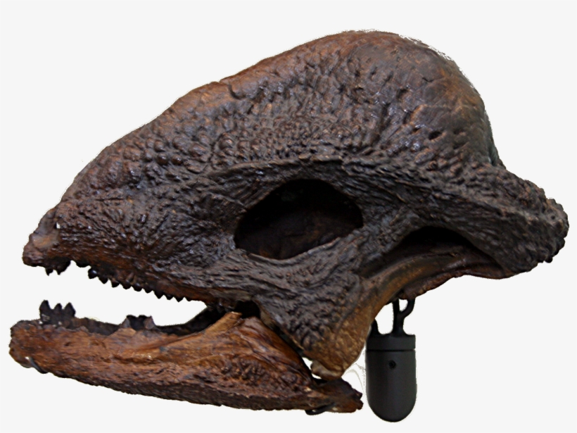 Wtf - Stegoceras Skull, transparent png