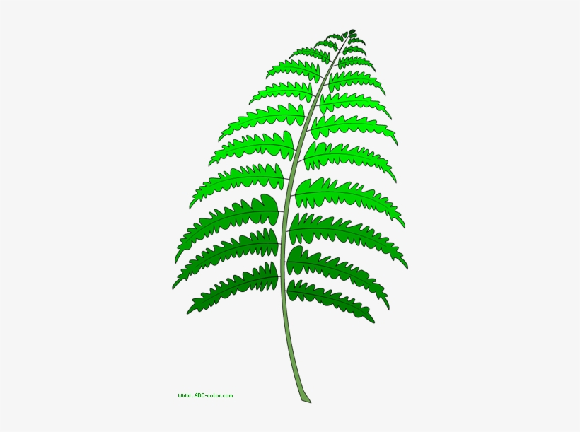 Download Bitmap Picture Fern - Папоротник Рисунок, transparent png