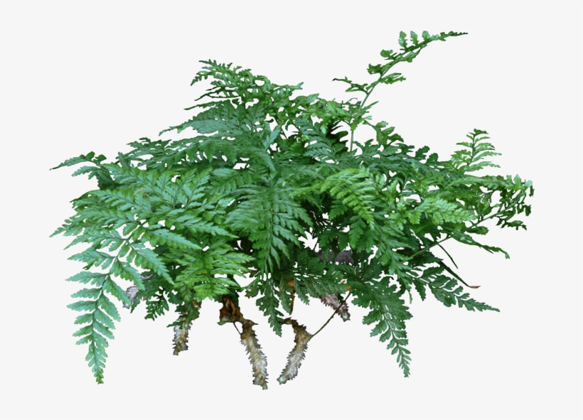A Rabbit's Foot Fern Is A Lovely Compact Fern That - Houseplant, transparent png
