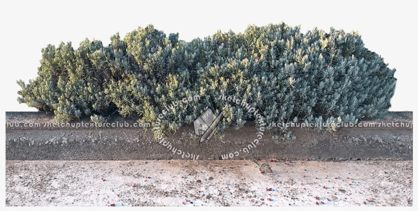 17354 Shrub Hedge Cut-out Texture Seamless - Hedge, transparent png
