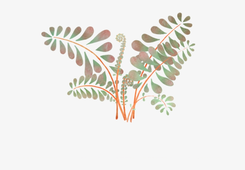 Ferns - Placemat, transparent png