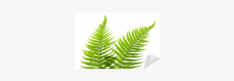 Ostrich Fern, transparent png
