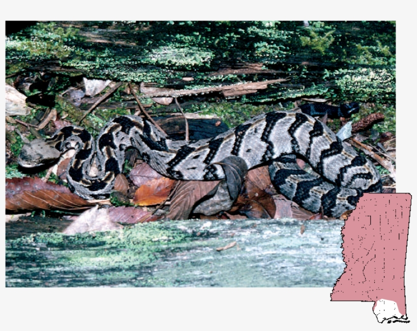 Canebrake Rattlesnake - Cottonmouth, transparent png