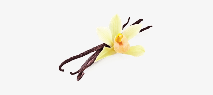 Vanilla, transparent png