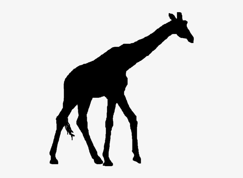 Giraffe Head Silhouette Clip - Silhouette, transparent png