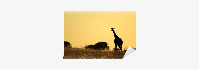 Giraffe, transparent png